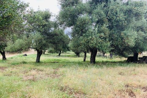 Terra a Muro, Haute-Corse, Muro - € 321.000 | Ref: 35658 - foto 2