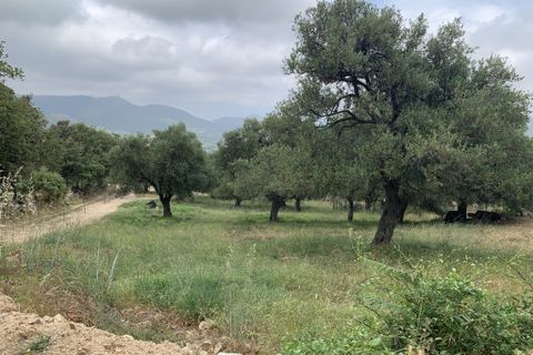 Terra a Muro, Haute-Corse, Muro - € 321.000 | Ref: 35658 - foto 3