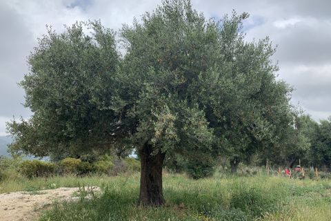 Terra a Muro, Haute-Corse, Muro - € 321.000 | Ref: 35658 - foto 4