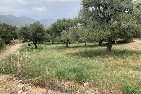 Terra a Muro, Haute-Corse, Muro - € 321.000 | Ref: 35658 - foto 7
