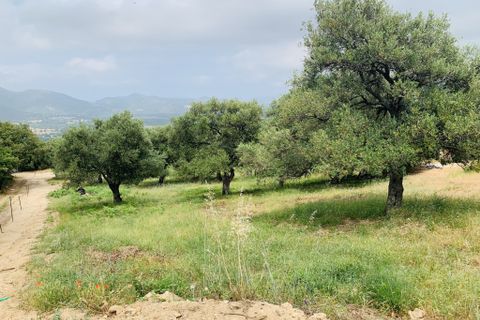 Terra a Muro, Haute-Corse, Muro - € 321.000 | Ref: 35658 - foto 8