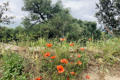 Terra a Muro, Haute-Corse, Muro - € 321.000 | Ref: 35658 - foto 9