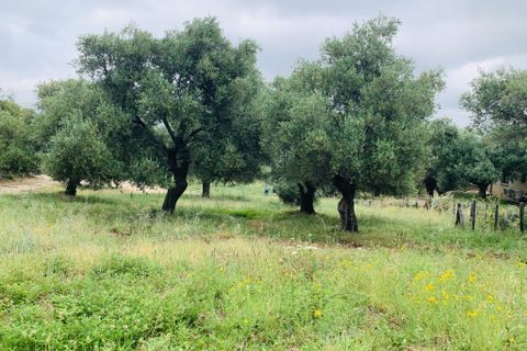 Terra a Muro, Haute-Corse, Muro - € 321.000 | Ref: 35658 - foto 10