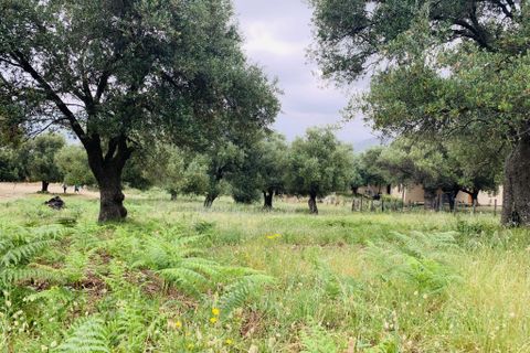 Terra a Muro, Haute-Corse, Muro - € 321.000 | Ref: 35658 - foto 12