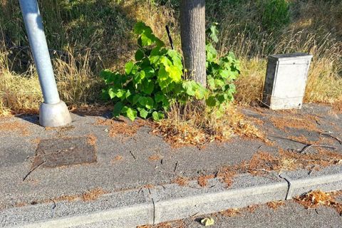 Terra a Bertinoro, Forli-Cesena, Bertinoro - € 60.000 | Ref: 2536344 - foto 6