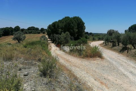 Helårsgrund i Tomar, Santarem, Tomar - € 70.000 | Ref: 01584-25 - foto 2