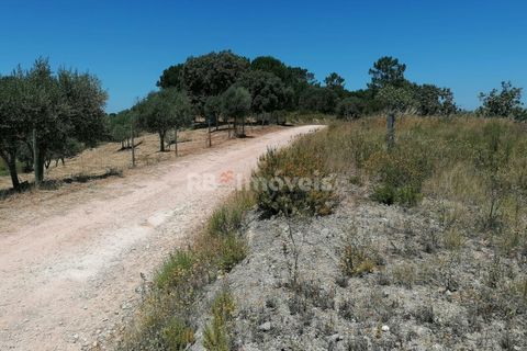 Helårsgrund i Tomar, Santarem, Tomar - € 70.000 | Ref: 01584-25 - foto 6