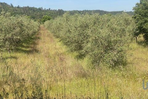 Terra a Abrantes, Santarem, Abrantes - € 735.000 | Ref: 143420 - foto 6