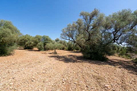 Finca i La Senia, Tarragona, La Senia - € 16.000 | Ref: 230 - foto 11