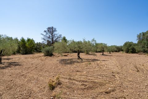 Finca i La Senia, Tarragona, La Senia - € 16.000 | Ref: 230 - foto 9