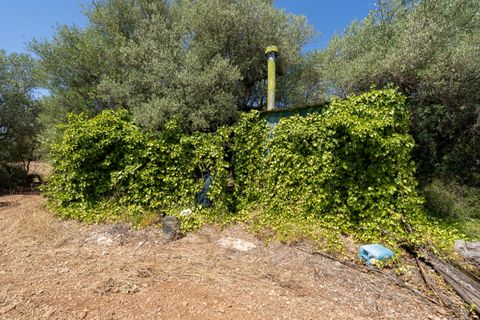 Finca i La Senia, Tarragona, La Senia - € 16.000 | Ref: 230 - foto 16