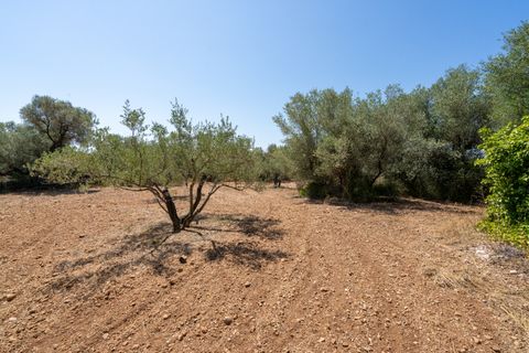 Finca i La Senia, Tarragona, La Senia - € 16.000 | Ref: 230 - foto 10