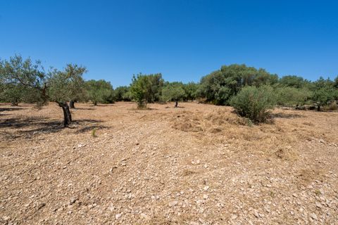 Finca i La Senia, Tarragona, La Senia - € 16.000 | Ref: 230 - foto 8