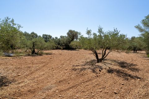 Finca i La Senia, Tarragona, La Senia - € 16.000 | Ref: 230 - foto 13