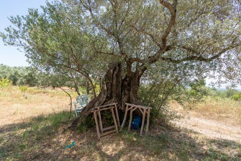Finca i La Senia, Tarragona, La Senia - € 27.500 | Ref: 231 - foto 11
