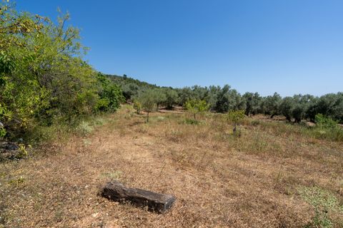 Finca i La Senia, Tarragona, La Senia - € 27.500 | Ref: 231 - foto 14