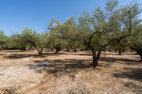 Finca a Ulldecona, Tarragona, Ulldecona - € 34.000 | Ref: 233 - foto 9
