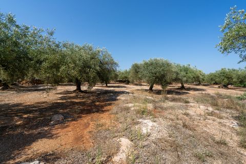 Finca a Ulldecona, Tarragona, Ulldecona - € 34.000 | Ref: 233 - foto 12