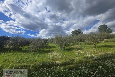 Farm i Dominguizo, Castelo Branco, Dominguizo - € 1.300.000 | Ref: FIN_213RS260325 - foto 6