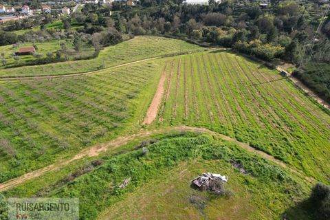 Farm i Dominguizo, Castelo Branco, Dominguizo - € 1.300.000 | Ref: FIN_213RS260325 - foto 47