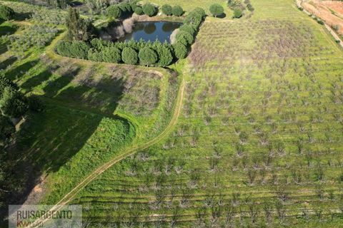 Farm i Dominguizo, Castelo Branco, Dominguizo - € 1.300.000 | Ref: FIN_213RS260325 - foto 49