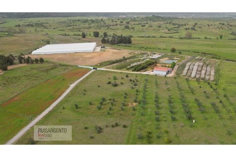 Farm i Ladoeiro, Castelo Branco, Ladoeiro - € 1.230.000 | Ref: FIN_2121217-3368 - foto 4