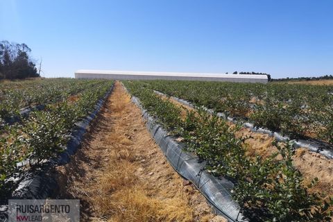Farm i Ladoeiro, Castelo Branco, Ladoeiro - € 1.230.000 | Ref: FIN_2121217-3368 - foto 13