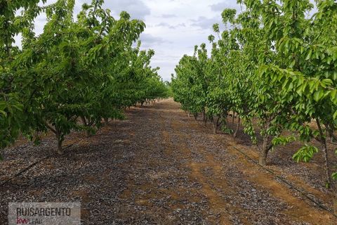 Farm i Ladoeiro, Castelo Branco, Ladoeiro - € 1.230.000 | Ref: FIN_2121217-3368 - foto 3