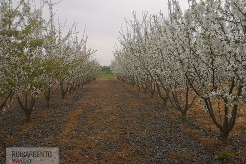 Farm i Ladoeiro, Castelo Branco, Ladoeiro - € 1.230.000 | Ref: FIN_2121217-3368 - foto 16