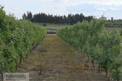 Farm i Ladoeiro, Castelo Branco, Ladoeiro - € 1.230.000 | Ref: FIN_2121217-3368 - foto 18