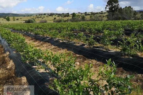 Farm i Ladoeiro, Castelo Branco, Ladoeiro - € 1.230.000 | Ref: FIN_2121217-3368 - foto 19