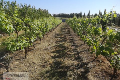 Farm i Ladoeiro, Castelo Branco, Ladoeiro - € 1.230.000 | Ref: FIN_2121217-3368 - foto 2