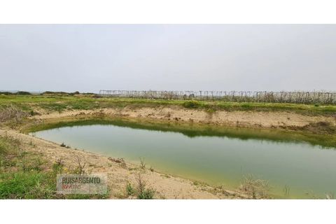 Farm i Ladoeiro, Castelo Branco, Ladoeiro - € 1.230.000 | Ref: FIN_2121217-3368 - foto 39