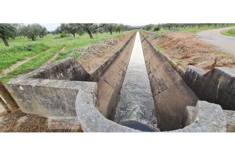 Farm i Ladoeiro, Castelo Branco, Ladoeiro - € 1.230.000 | Ref: FIN_2121217-3368 - foto 41