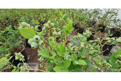 Farm i Ladoeiro, Castelo Branco, Ladoeiro - € 1.230.000 | Ref: FIN_2121217-3368 - foto 42