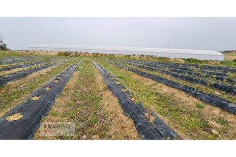 Farm i Ladoeiro, Castelo Branco, Ladoeiro - € 1.230.000 | Ref: FIN_2121217-3368 - foto 43