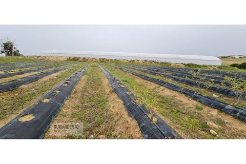 Farm i Ladoeiro, Castelo Branco, Ladoeiro - € 1.230.000 | Ref: FIN_2121217-3368 - foto 46