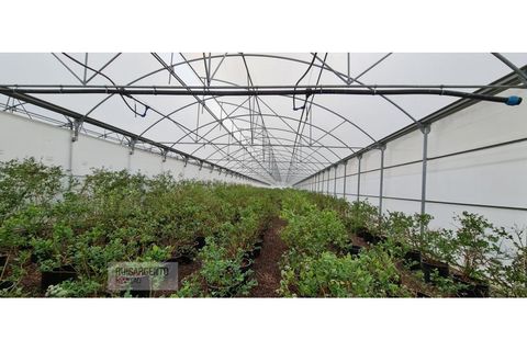 Farm i Ladoeiro, Castelo Branco, Ladoeiro - € 1.230.000 | Ref: FIN_2121217-3368 - foto 49
