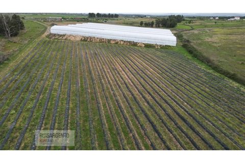Farm i Ladoeiro, Castelo Branco, Ladoeiro - € 1.230.000 | Ref: FIN_2121217-3368 - foto 8
