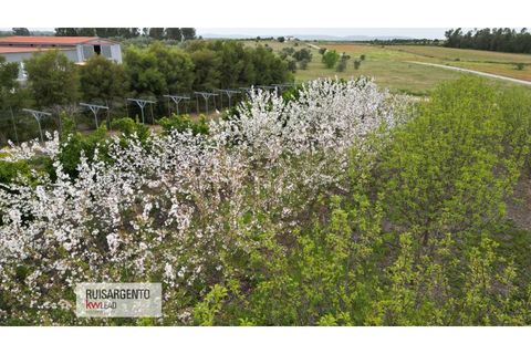 Farm i Ladoeiro, Castelo Branco, Ladoeiro - € 1.230.000 | Ref: FIN_2121217-3368 - foto 5