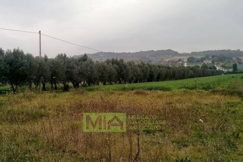 Terra a Altidona, Fermo, Altidona - € 95.000 | Ref: 114907 - foto 13