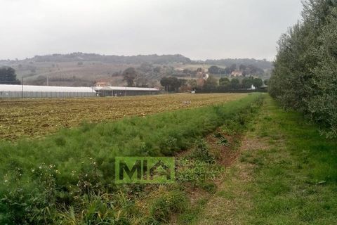 Terra a Altidona, Fermo, Altidona - € 95.000 | Ref: 114907 - foto 14