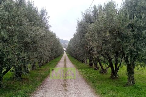 Terra a Altidona, Fermo, Altidona - € 95.000 | Ref: 114907 - foto 16