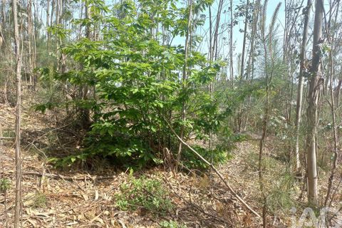 Terra a Leiria, Leiria, Leiria - € 55.000 | Ref: 144376 - foto 11