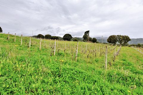 Landejendom i Berchidda, Sassari, Berchidda - € 170.000 | Ref: SI-BH0011 - foto 50