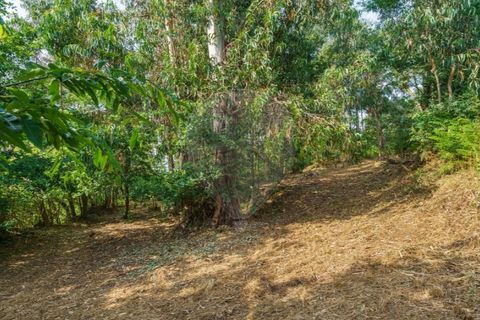 Helårsgrund i Ponte de Lima, Viana do Castelo, Ponte de Lima - € 46.500 | Ref: 123331135-88 - foto 22