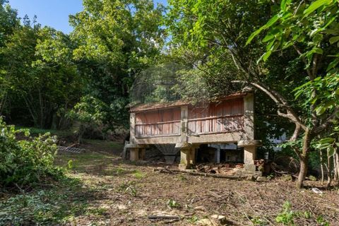 Farm i Vila Real, Vila Real, Vila Real - € 360.000 | Ref: 123331135-80 - foto 4