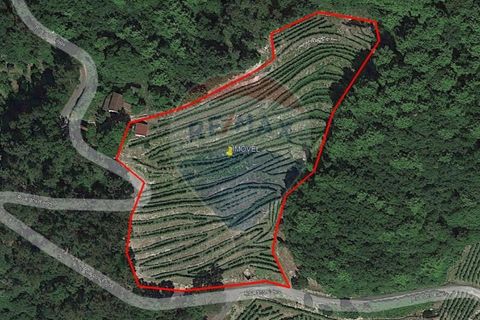 Helårsgrund i Cacarilhe e Infesta, Braga, Cacarilhe e Infesta - € 35.000 | Ref: 126221008-251 - foto 17