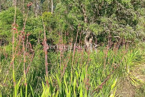 Helårsgrund i Bordeira, Faro, Bordeira - € 35.000 | Ref: PM326 - foto 3