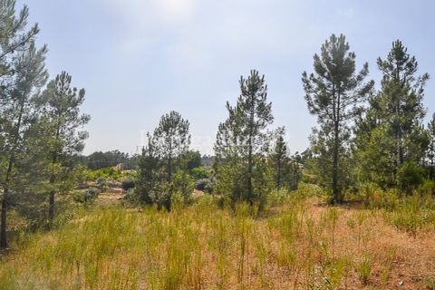 Helårsgrund i Proenca-a-Nova, Castelo Branco, Proenca-a-Nova - € 22.500 | Ref: SA1022 - foto 3